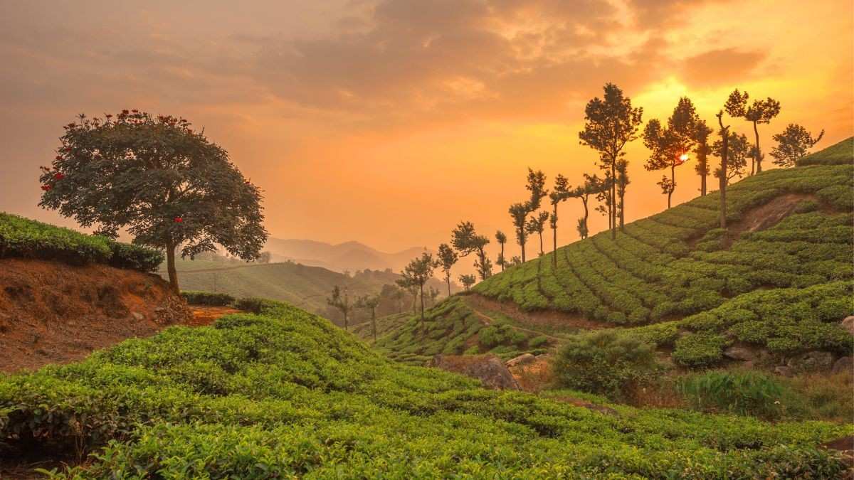 Kerala’s Munnar May Introduce A Tourist Entry Fee From August; Check All Deets Here
