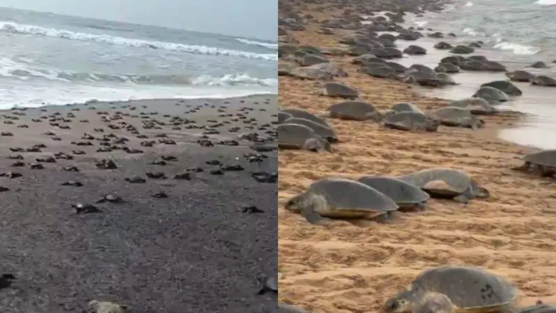 Thousands Of Olive Ridley Babies Emerge In Odisha’s Rushikulya; Area Declared A No-Entry Zone