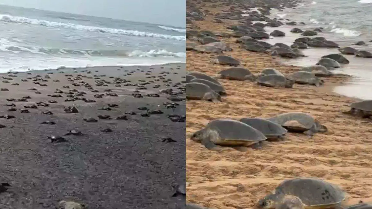 Thousands Of Olive Ridley Babies Emerge In Odisha’s Rushikulya; Area Declared A No-Entry Zone