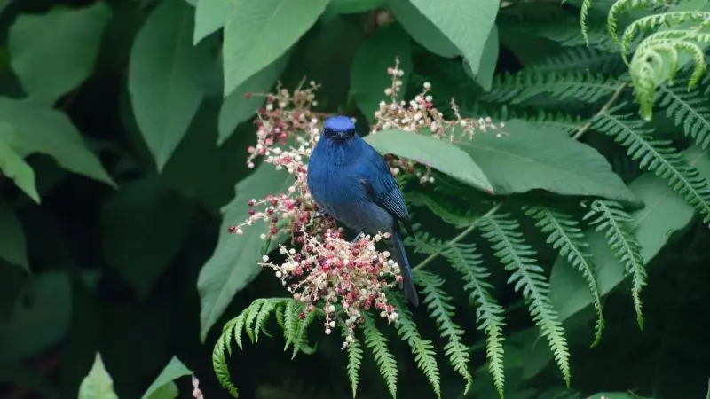 Nilgiri Flycatcher Is Tiny, Blue & Waiting To Be Spotted At These 5 National Parks India