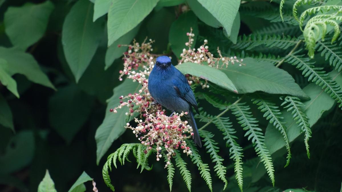 Nilgiri Flycatcher Is Tiny, Blue & Waiting To Be Spotted At These 5 National Parks India