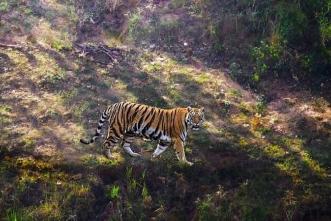 Tiger safaris in Madhya pradesh 