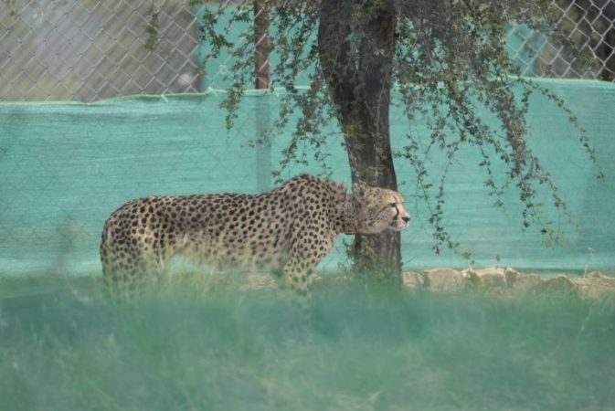 Tiger safaris in Madhya pradesh