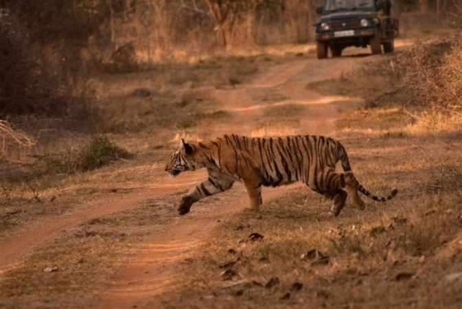 Tiger safaris in Madhya pradesh