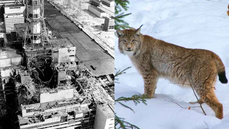 How Chernobyl Became An Accidental Wildlife Haven After Nuclear Tragedy Struck?