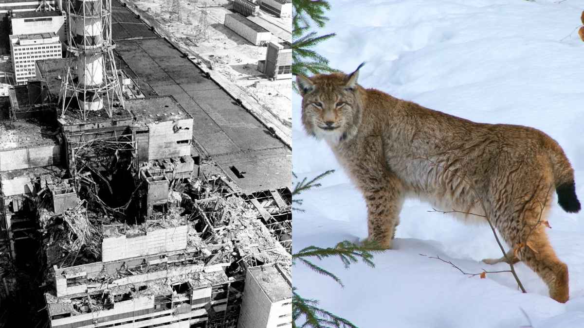 How Chernobyl Became An Accidental Wildlife Haven After Nuclear Tragedy Struck?