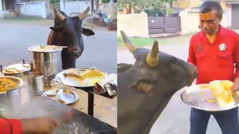Every Day In Jharkhand, A Cow Waits Patiently For Dosas Served Hot By A Street Vendor