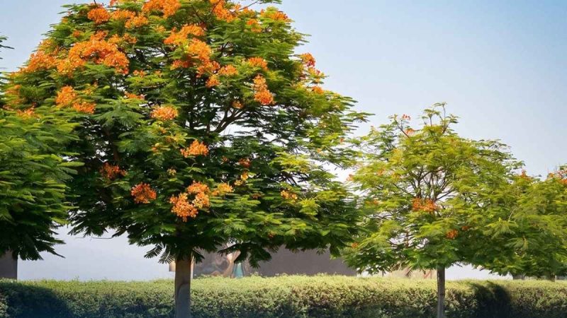Dubai Municipality Launches City-Wide Flame Tree Planting Drive Under Sheikh Hamdan’s Directive