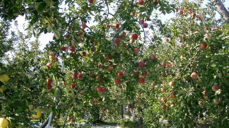 Despite Low Rainfall & 45°C Temp, How Did An Andhra Farmer Cultivate Apples?
