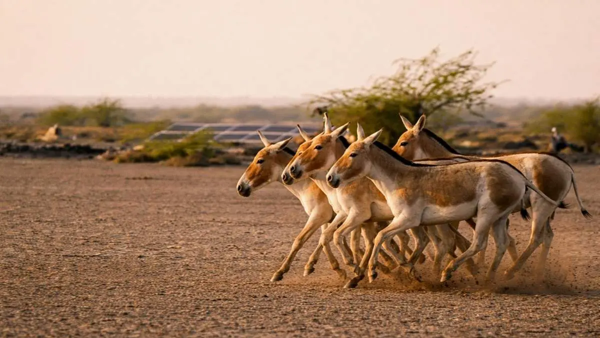 From Saudi Arabia’s First Onager Birth In A Century To Kuwait Airport Reopening, Here Are 5 GCC Updates