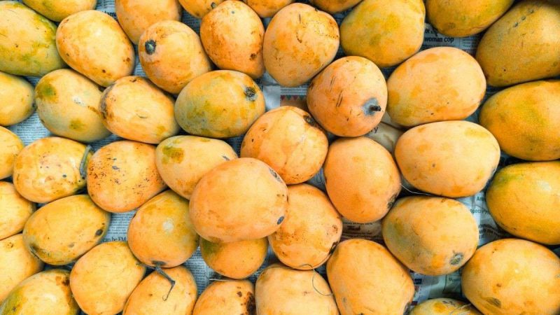 Why Bengal’s Famous Himsagar Mangoes May Not Be Exported To USA This Year?