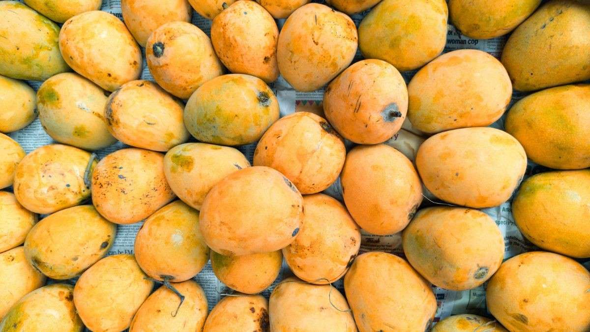 Why Bengal’s Famous Himsagar Mangoes May Not Be Exported To USA This Year?