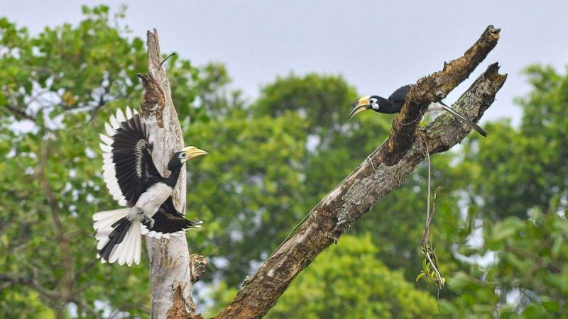 Wildlife Lovers, Rejoice! Chhattisgarh To Get 1st Dedicated Hornbill Safari Soon