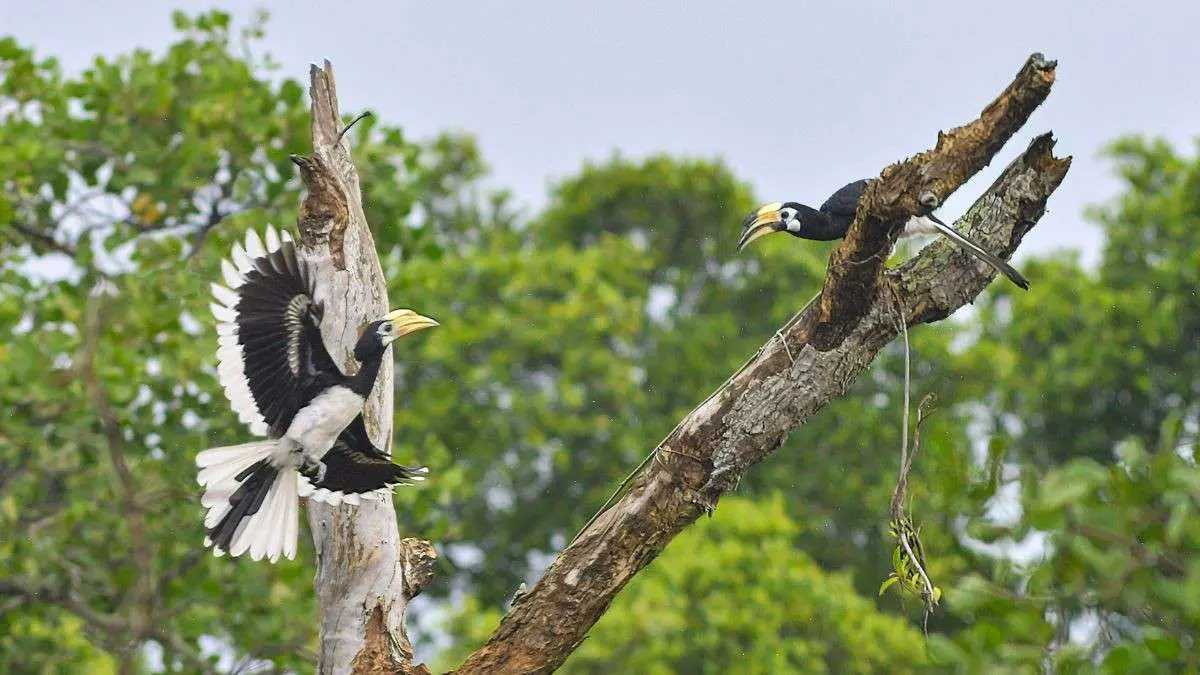 Wildlife Lovers, Rejoice! Chhattisgarh To Get 1st Dedicated Hornbill Safari Soon