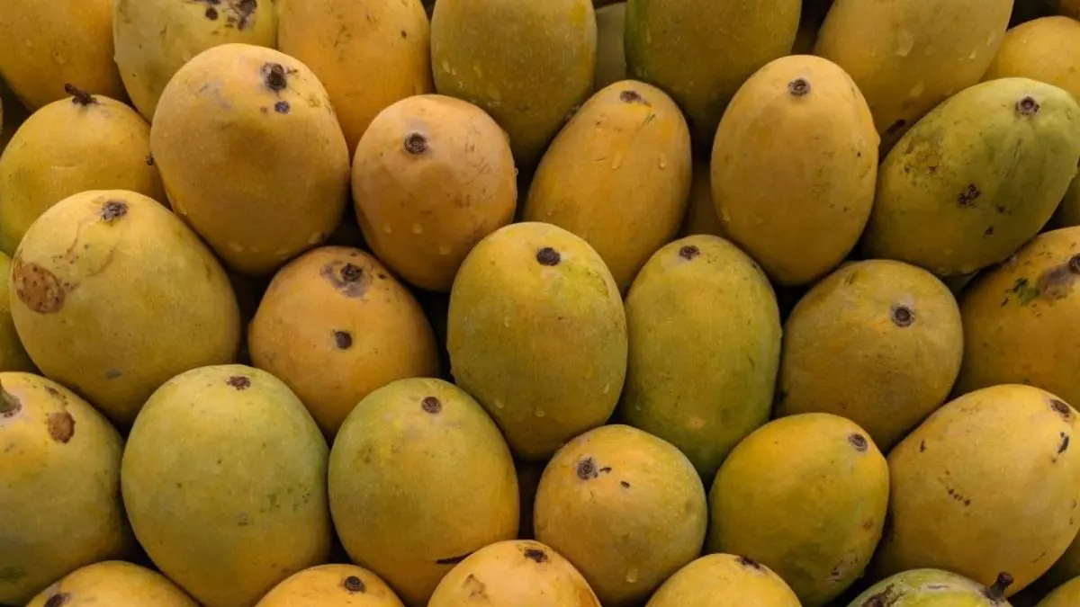 No Ban On Indian Mango Imports In Nepal; 2,005 Metric Tonnes Exported Since Jan