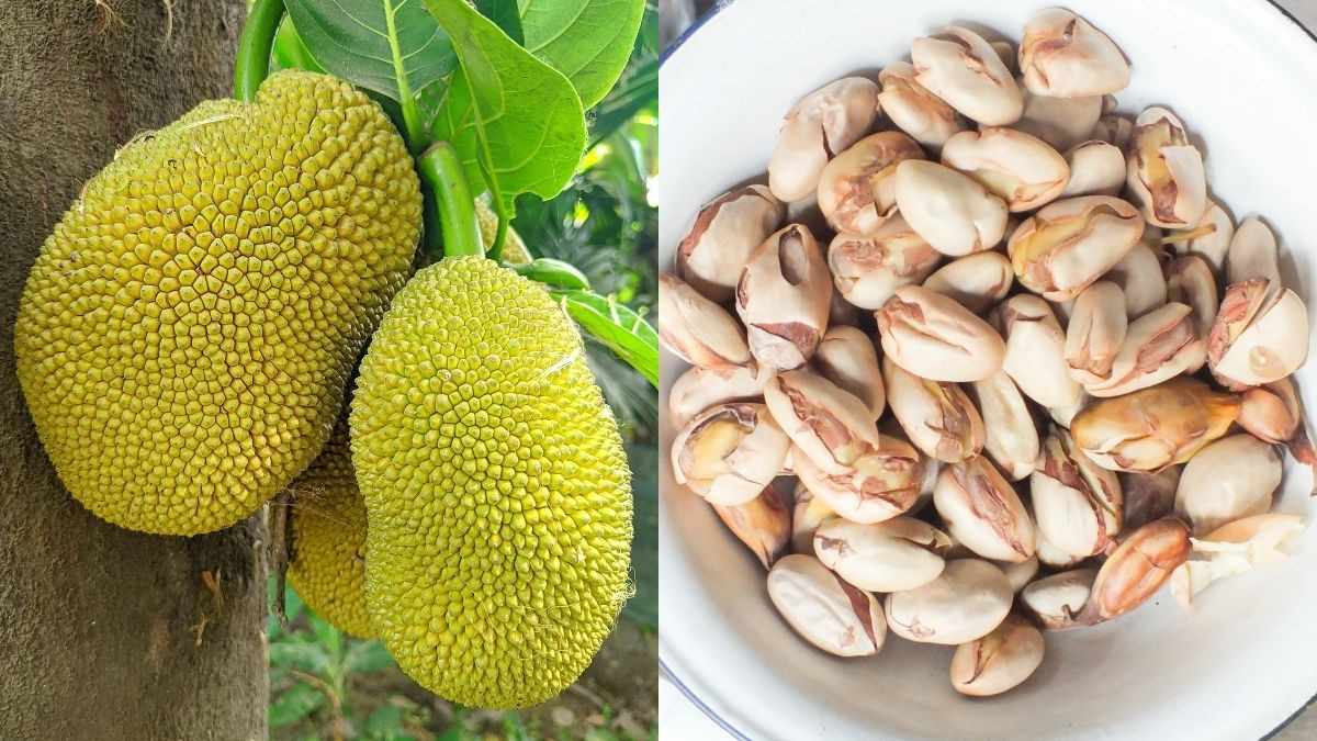 Jackfruit Seeds Are An Underrated Superfood You Need In Your Diet–Here’s Why