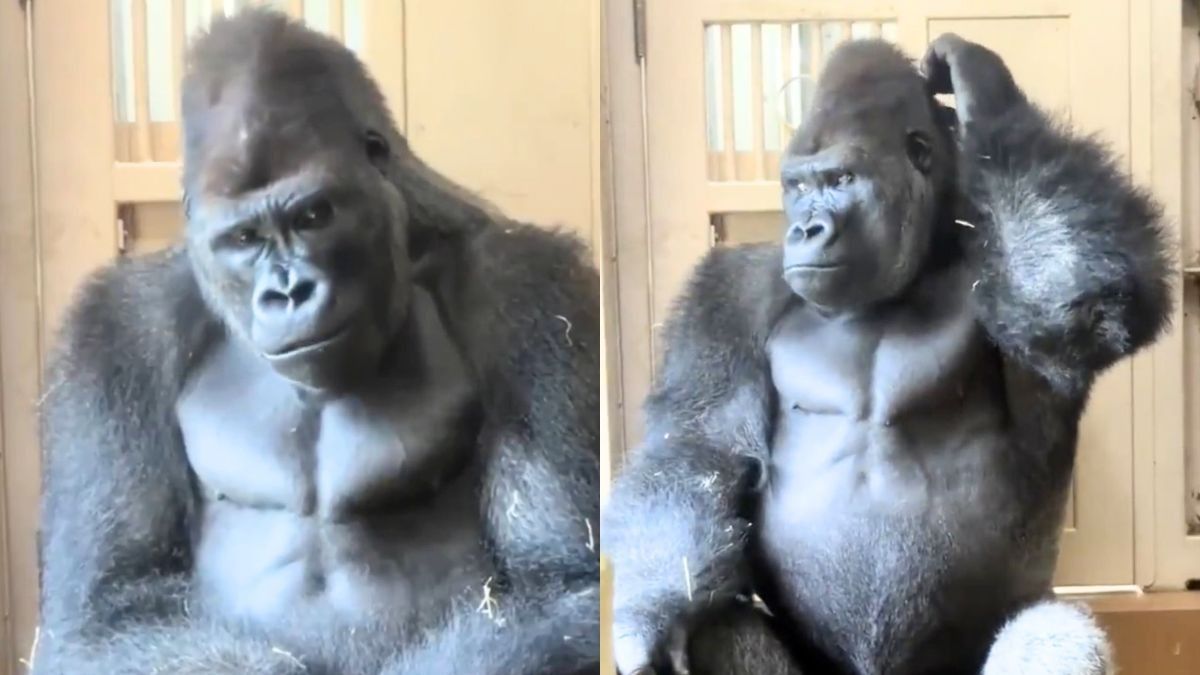 Japan’s Gorilla Goes Viral After Fight With Mate; Internet: “Bro Hit The Four Poses Of Regret.”