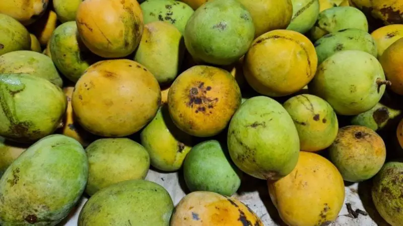 After Japan, Why Has Nepal Suspended Indian Mango Imports?
