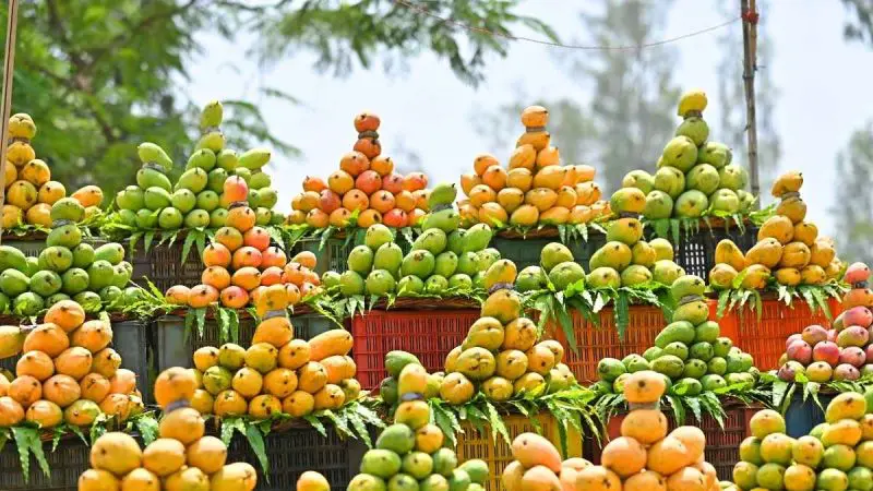Khorfakkan Mango Festival Returns To Showcase Premium Local Produce, Contests & More
