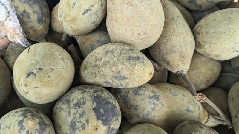 Madhya Pradesh’s Khurasani Imli Gets GI Tag; What Is It? How Is It Different From Regular Tamarind?