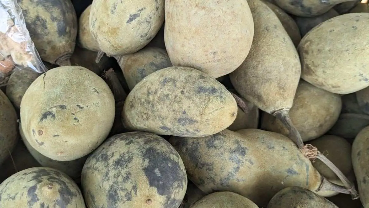 Madhya Pradesh’s Khurasani Imli Gets GI Tag; What Is It? How Is It Different From Regular Tamarind?