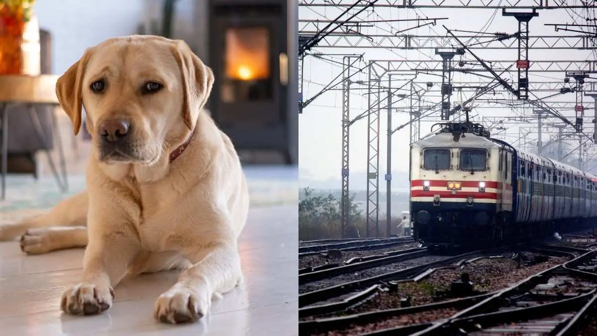Pet Labrador Dies On Ludhiana-Pune Train; 3 Others Develop Fever, Owner Alleges Railway Lapses