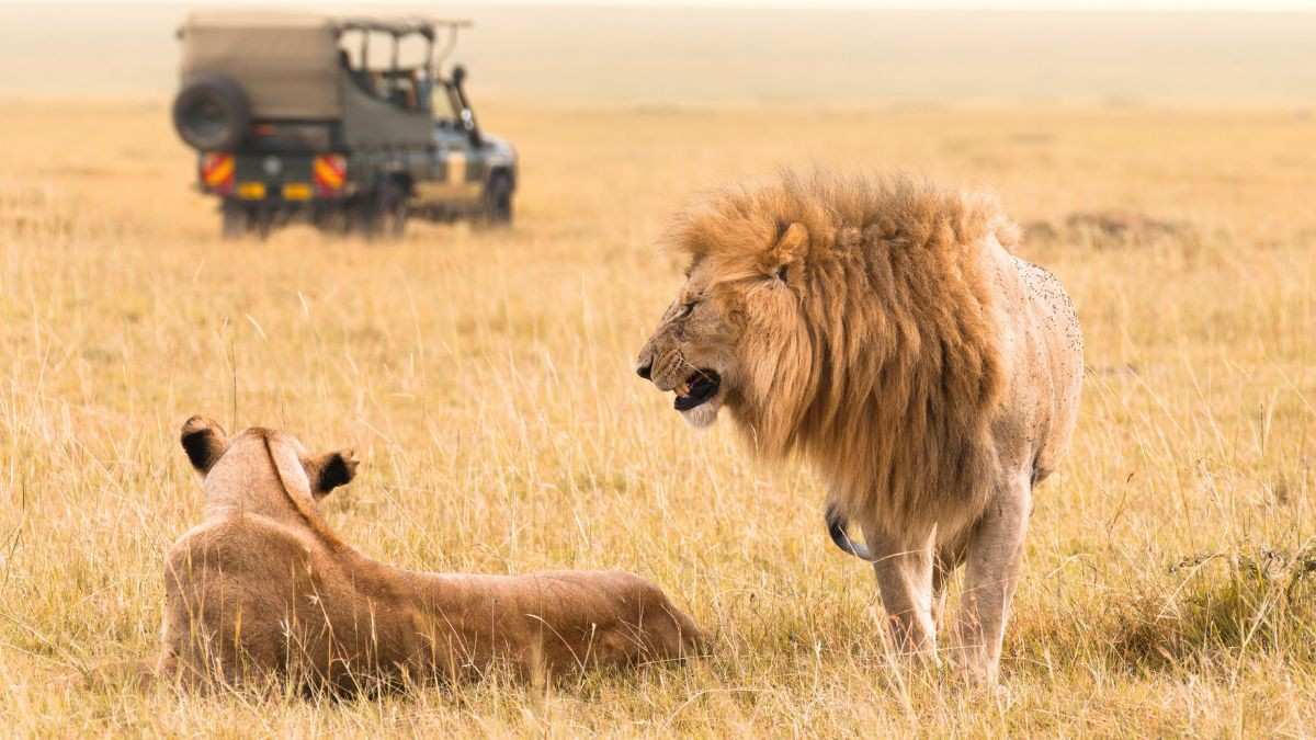 Gujarat: Private Party Turns Into Illegal Lion Safari In Gir; 7 People Arrested