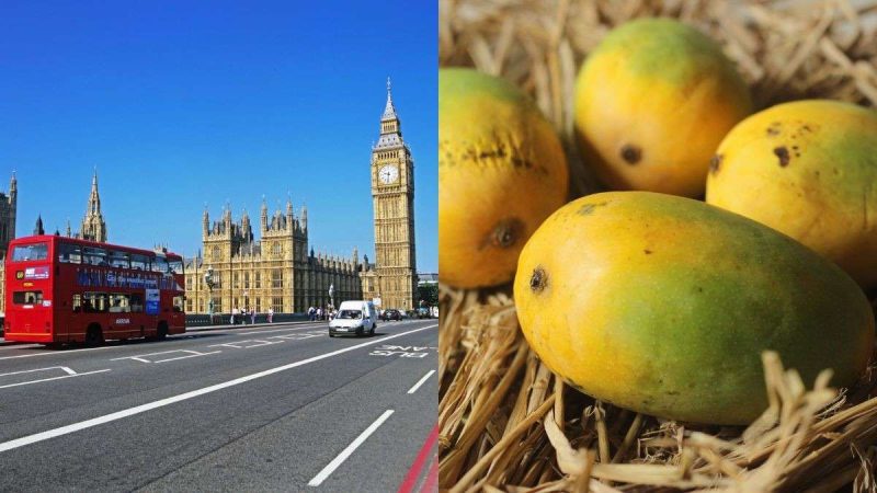 Japan Does Not Want Indian Mangoes But London Is Going Crazy Over Gujarat’s Kesar Mango; Here’s Why