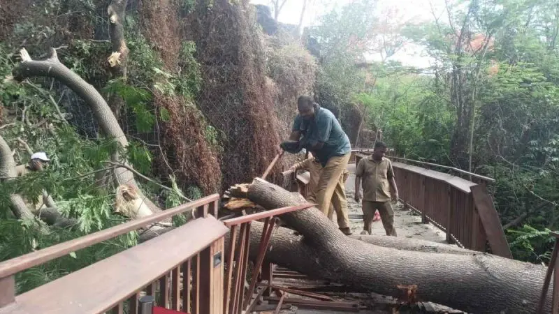 Mumbai’s Elevated Nature Trail At Malabar Hill Temporarily Closed After Tree Fall