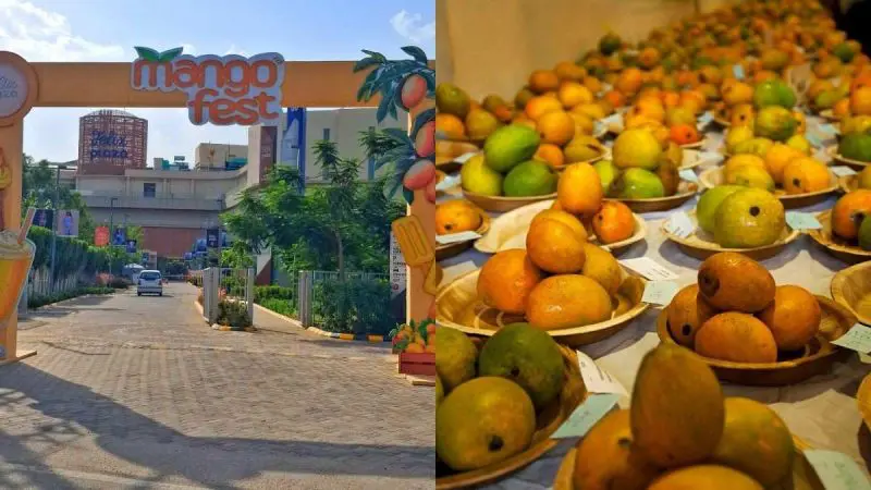 Gurugram Folks! There’s A 2-Day Mango Fest With Mango Workshops, Music, & More; Deets Here!