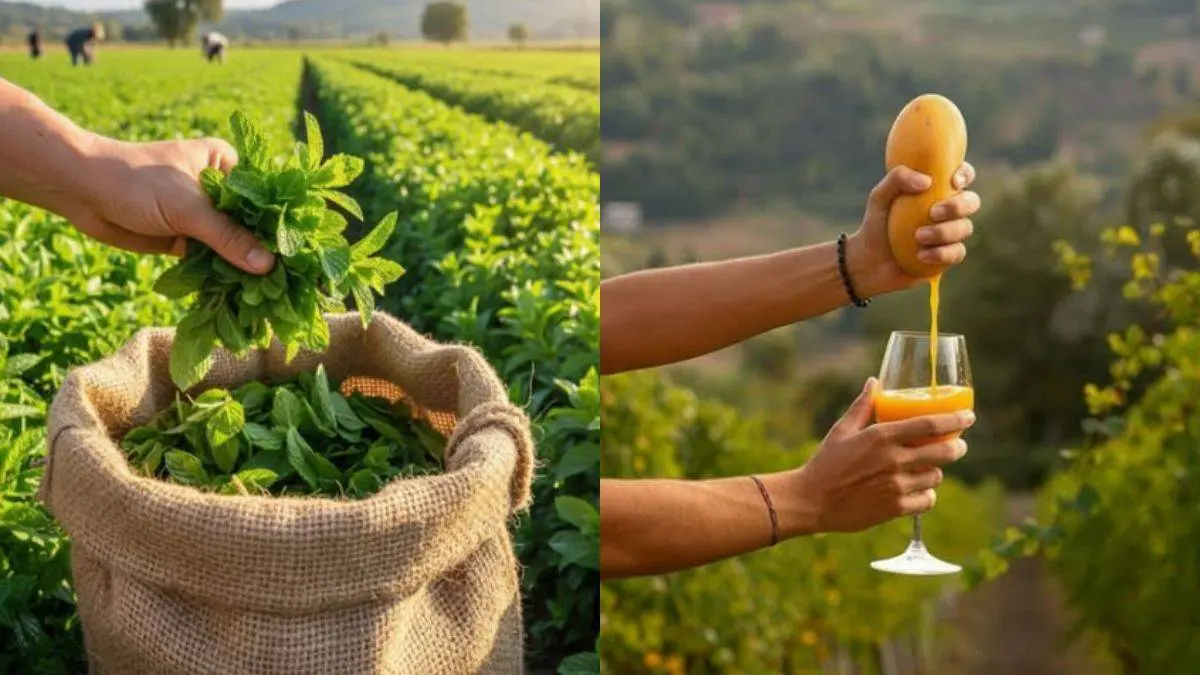 UP’s First Mango Winery In Lucknow Turns Local Mangoes Into Unique Fruit Wines
