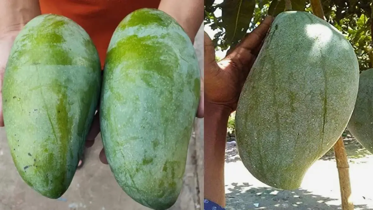 Why Madhya Pradesh’s Noorjahan Mango Sells For Up To ₹3,800/Piece & What’s Its Link To Afghanistan?