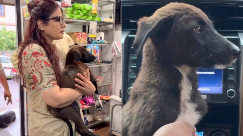 Raveena Tandon Rescues ‘Bhairav’, A Scared Puppy From Airport, And Finds Him A Forever Home