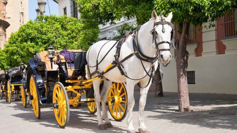 Romanch’s Law: New York Names Bill After Indian Teen Killed In Carriage Accident