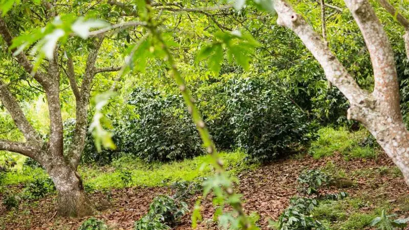Sikkim To Grow Premium Coffee With India’s First Himalayan Specialty Coffee District