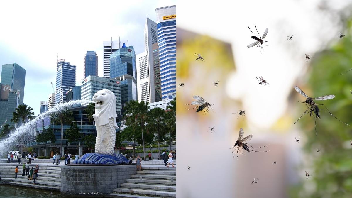 Why Is Singapore Deliberately Exposing Its Residents To Millions Of Mosquitoes?