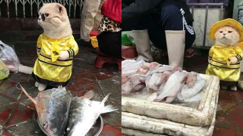 Did You Know There’s A Cat Named ‘Dog’ Who Works At A Fish Market In Vietnam?