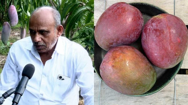 Ayodhya Farmer Grows World’s Costliest Mango Variety Worth ₹1.5 Lakh Per Kg