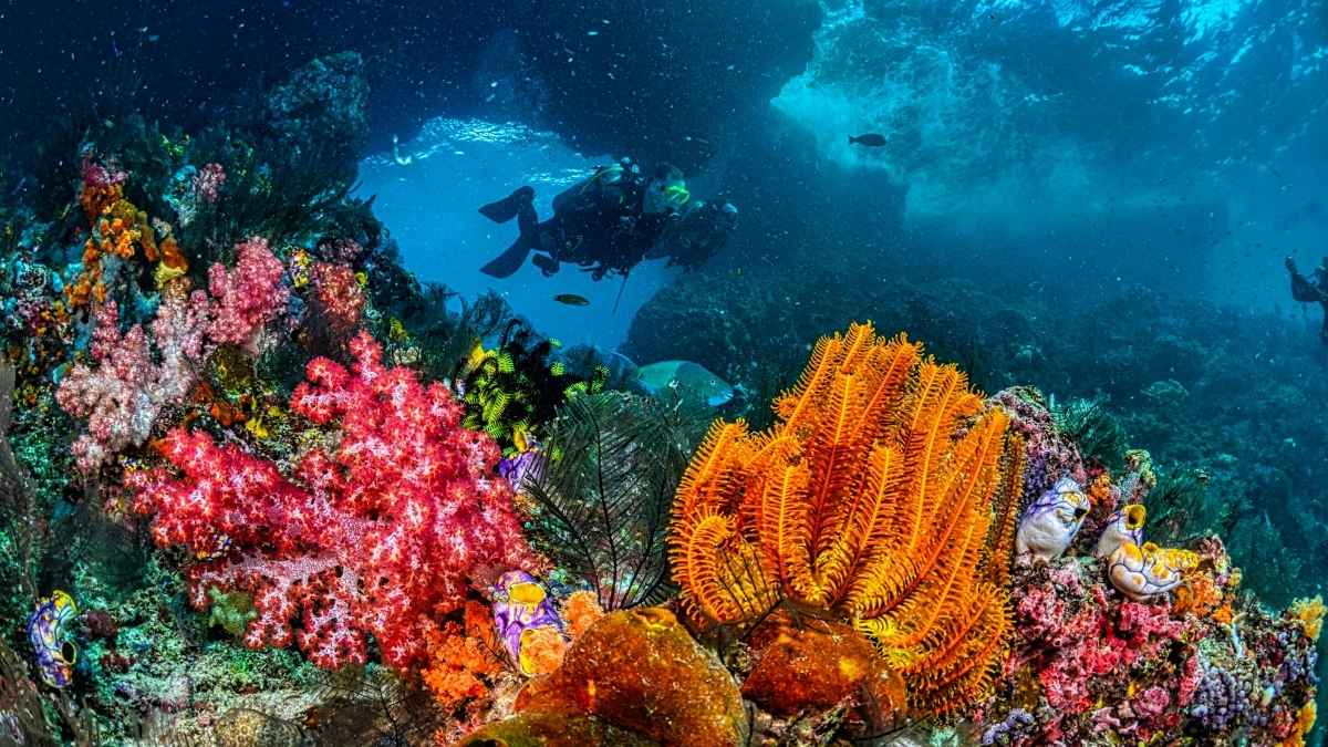 June Bootids Meteor Shower Over AlUla To Abu Dhabi Cultivating 302,000 Coral Colonies; 5 GCC Updates