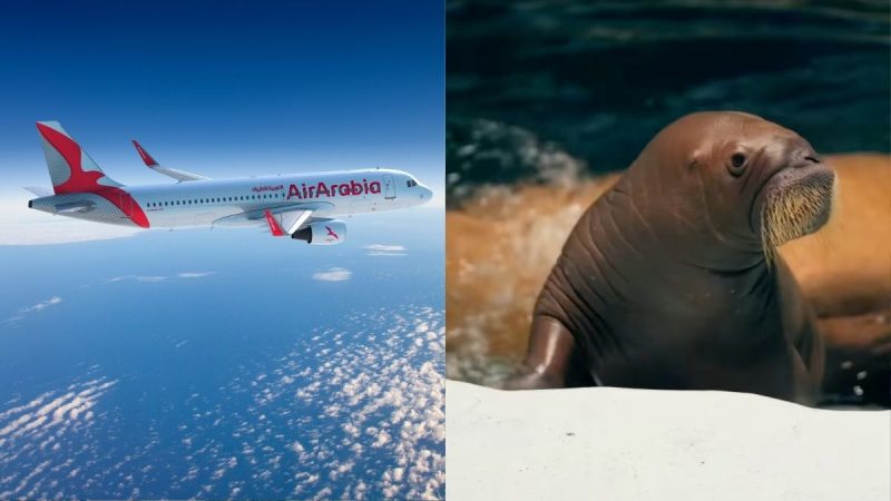 Air Arabia Announcing Abu Dhabi-Aleppo Flights To SeaWorld Yas Island Welcoming Pacific Walrus Calf; 5 GCC Updates