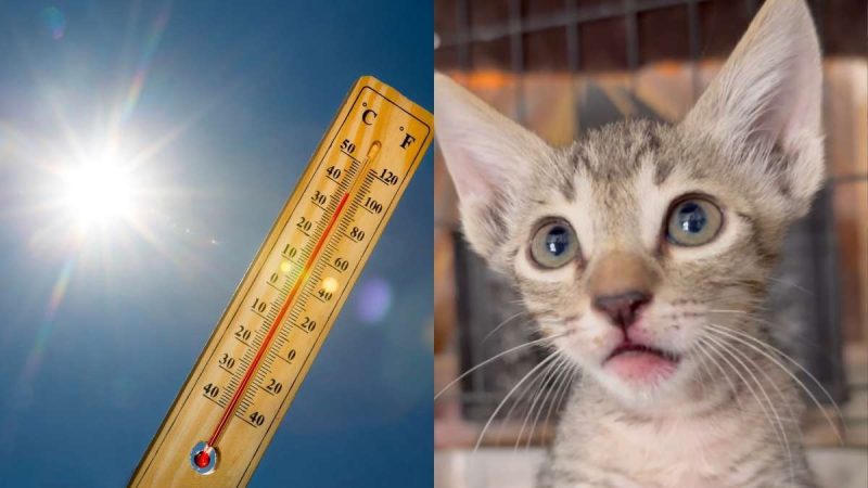 Sharjah: UAE Resident Saves Dehydrated Kitten Under Scorching Sun In Heart-Warming Video