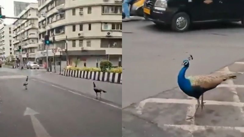 Have Peacocks Invaded Mumbai’s Pedder Road? Viral Video Shows Birds Freely Roaming In Monsoon