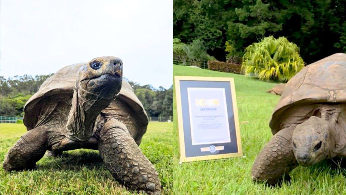 Jonathan, The World’s Oldest Land Animal At 194, Named Guinness World Records ICON