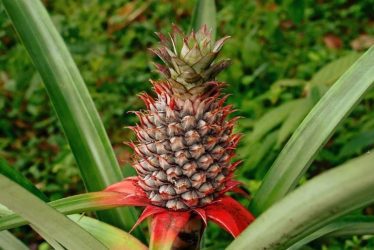 world pineapple day