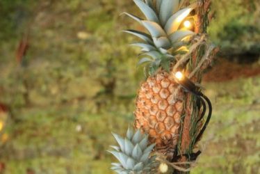 world pineapple day
