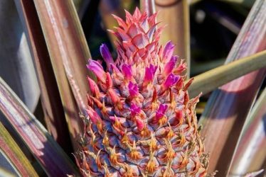world pineapple day