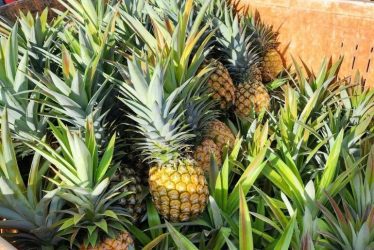 world pineapple day