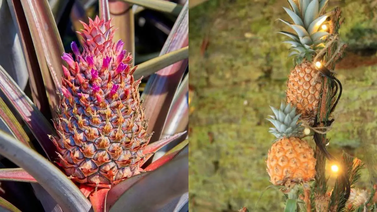 From ₹34,000 To ₹10 Lakh: 7 Most Expensive Pineapples Grown In The World