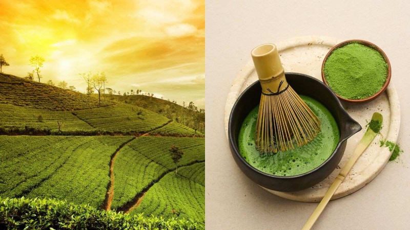 Matcha Lovers, Rejoice! Assam Becomes First Indian State To Commercially Produce Matcha