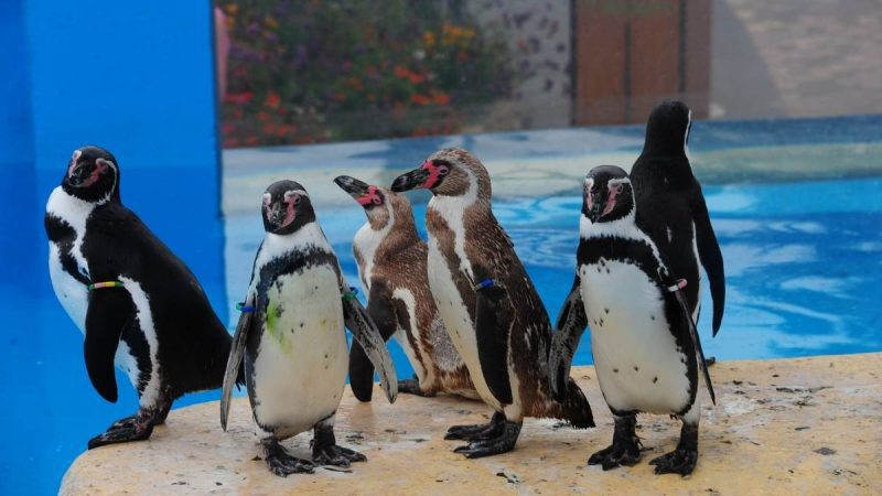 4 New Penguin Chicks Born At Mumbai’s Byculla Zoo, Taking Penguin Population To 25